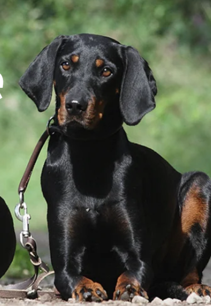 Austrian Black and Tan Hound